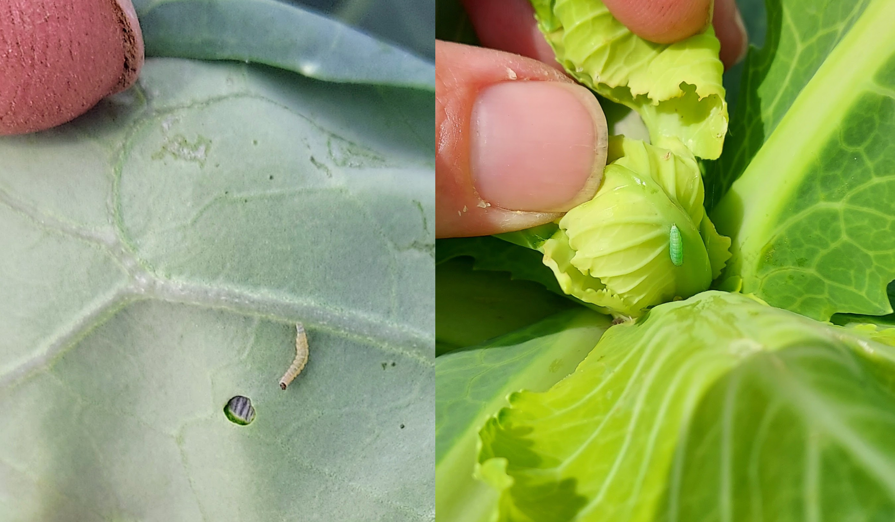 Diamondback moth